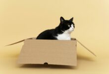 adorable black and white kitty with monochrome wall behind her scaled 1