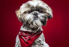 closeup shot of a cute shih tzu dog on a red background scaled 1