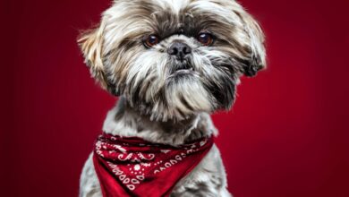 closeup shot of a cute shih tzu dog on a red background scaled 1