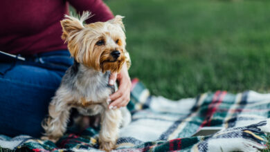 cutte dog on the blanket a small dog yorkshire terrier sunlight bright color saturation unity with nature and pets picnic time scaled 1