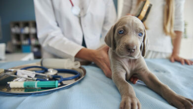 gray puppy at the vet scaled 1