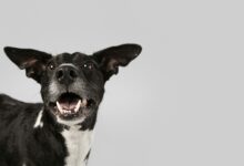 purebred dog being cute in a studio scaled 1