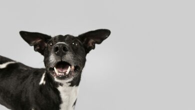 purebred dog being cute in a studio scaled 1