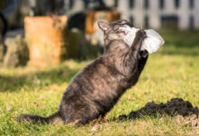 selective focus shot of a black cat playing in a park scaled 1