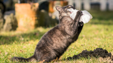 selective focus shot of a black cat playing in a park scaled 1