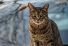 selective focus shot of a brown cat posing for the camera scaled 1