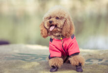 toy poodle playing in a park scaled 1