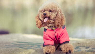 toy poodle playing in a park scaled 1