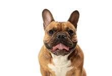 young brown french bulldog playing isolated on white studio wall scaled 1