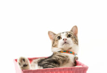 cat in basket scaled 1