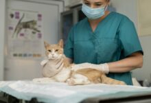 close up on veterinarian taking care of cat scaled 1