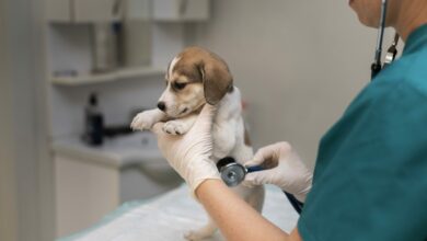 close up on veterinarian taking care of dog 2 scaled 1 1