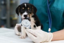 close up on veterinarian taking care of dog scaled 1