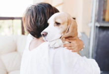 close up portrait of sad beagle dog looking away over shoulder of brunette girl scaled 1 1