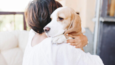 close up portrait of sad beagle dog looking away over shoulder of brunette girl scaled 1 1