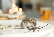 close up view of cute hamster on a plate scaled 1