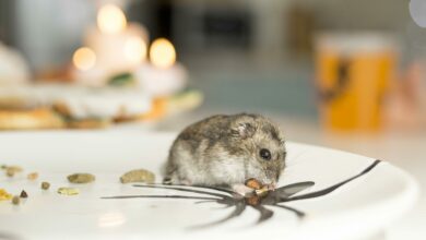 close up view of cute hamster on a plate scaled 1