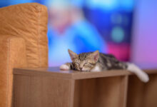 closeup of a cute domestic kitten sleeping on a wooden shelf with a blurry background scaled 1