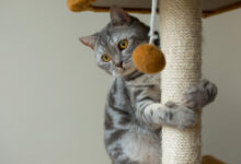 cute scottish straight gray cat hunting and playing scaled 1