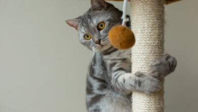 cute scottish straight gray cat hunting and playing scaled 1