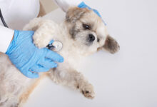 faceless veterinarian examining pekinese dog with stethoscope scaled 1