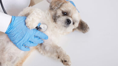 faceless veterinarian examining pekinese dog with stethoscope scaled 1