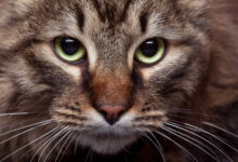 green cat eyes in close up photo with studio light beautiful green cat eyes scaled 1