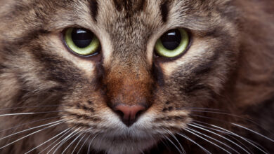 green cat eyes in close up photo with studio light beautiful green cat eyes scaled 1