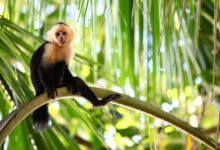 panoramic shot of a capuchin monkey lazily sitting on a long palm branch scaled 1