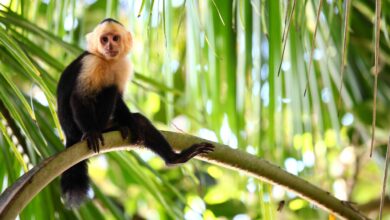 panoramic shot of a capuchin monkey lazily sitting on a long palm branch scaled 1