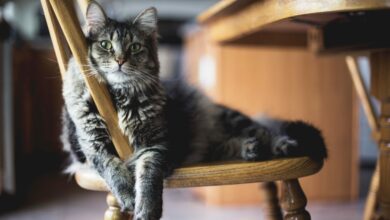 selective focus closeup shot of a gray furry tabby cat sitting on a wooden chair scaled 1 1