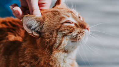 selective focus of an orange cat being held on the head by its owner 1 scaled 1