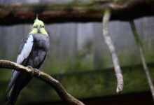 selective focus shot of a cockatiel on a branch scaled 1