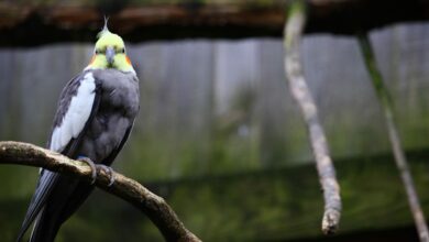 selective focus shot of a cockatiel on a branch scaled 1