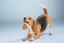 the beagle dog on gray background scaled 1 1