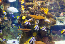 tropical fish at coral reef area scaled 1 1