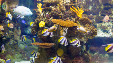 tropical fish at coral reef area scaled 1 1