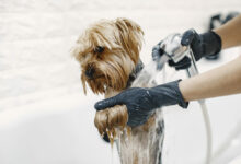 washing process small dog in a bathroom dog washed by a professional scaled 1 1