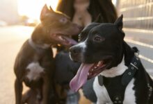 young woman enjoying some time with her dogs outdoors scaled 1