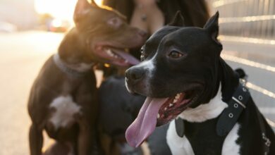 young woman enjoying some time with her dogs outdoors scaled 1