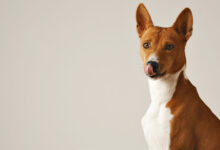 adorable brown and white dog licking his nose close up isolated on white scaled 1