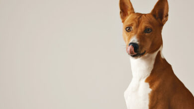 adorable brown and white dog licking his nose close up isolated on white scaled 1