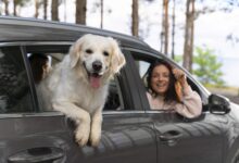 close up people with dog in car scaled 1 1