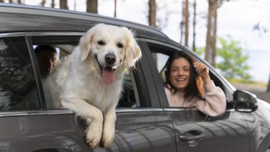 close up people with dog in car scaled 1 1