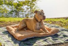 closeup of a resting american pit bull terrier on a cloth scaled 1 1