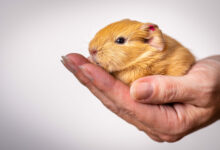 closeup shot of a baby guinea pig in the palm of a person scaled 1 1