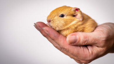 closeup shot of a baby guinea pig in the palm of a person scaled 1 1