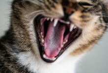 closeup shot of a cute domestic kitten yawning and showing his teeth and tongue scaled 1