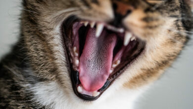 closeup shot of a cute domestic kitten yawning and showing his teeth and tongue scaled 1