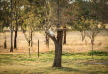 cockatoo sitting on a tree with a ceramic bird feeder in a tranquil cottage garden scaled 1